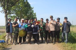 Demplot Padi Milik Kodim Pati di Jatimulyo Wedarijaksa Sudah Dipanen dengan Sukses.