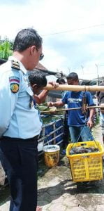 Program SAE berhasil, Lapas Pati Panen Tiga Kwintal Ikan Lele .