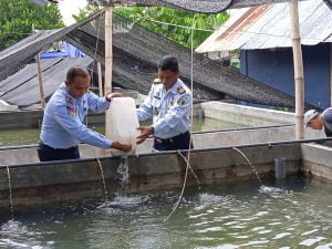 Lapas Pati Tebar 20.000 Benih Lele di Kolam SAE Pasca Panen