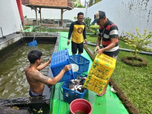 Buntut Program SAE Lapas Pati,    100 Kg Ikan Nila Dipanen