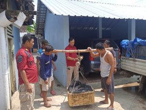 Lapas Pati Panen Lele