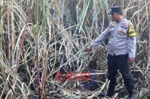 Nahas!! Seorang Kakek di Kudus Tewas Terbakar di Tengah Lahan Tebu Yang Dibakarnya