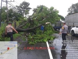 Respon Cepat Cegah Kemacetan, Polsek Margorejo Evakuasi Pohon Tumbang Melintang di Jalan Pantura