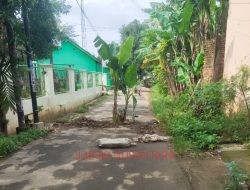 Protes Warga Kaliwungu Kudus, Tanami Pohon Pisang Ditengah Jalan, Ini Jawaban Kades