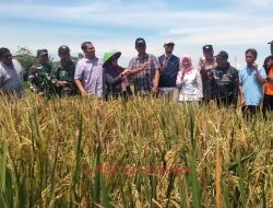 Eni Kusrini DPRD Kudus Ikut Panen Raya di Desa Kaliwungu Kudus; Petani Pahlawan Pangan