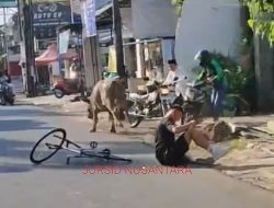 Beredar Vidio Viral Kerbau Kurban Idul Adha Lepas, Seruduk Pesepada Hingga Terpental