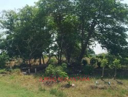 Waduhh!! Ratusan Makam di Dukuh Karangturi Tergusur Proyek Normalisasi Sungai Bakal Dipindah