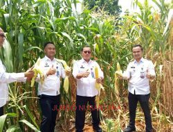 Panen Jagung, Panen Harapan: Lapas Pati Wujudkan Program Ketahanan Pangan