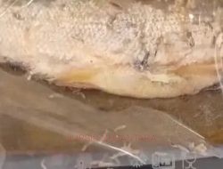 MBG Ada Belatung, Pemilik SPPG Meminta Maaf