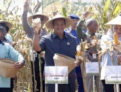 DPRD Sudi Rustanto Dorong Peningkatan Produksi Jagung di Pati Selatan