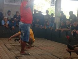 Dugaan Aktivitas Sabung Ayam Kembali Muncul di Mranggen, Warga Minta Penindakan Tegas