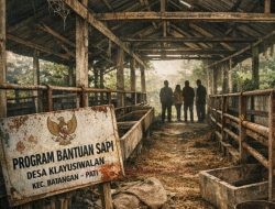 Bantuan Sapi di Klayusiwalan Pati Hilang Tanpa Jejak, Program Negara Dipertanyakan