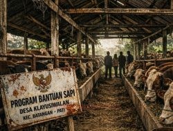 Bantuan Sapi di Klayusiwalan Viral, Program Negara Dipertanyakan