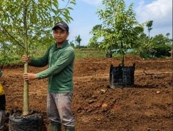 DPRD Pati Optimistis Gunungwungkal Jadi Kawasan Durian Unggulan Muria Raya