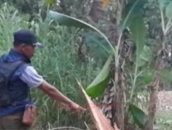 Terjaring Patroli, Pengangkut 11 Batang Jati Ilegal di Wirosari Diciduk Polisi