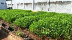 Dari Balik Jeruji, Warga Binaan Lapas Pati Sulap Lahan Sempit Jadi Kebun Produktif Penopang Ketahanan Pangan