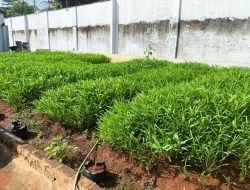 Dari Balik Jeruji, Warga Binaan Lapas Pati Sulap Lahan Sempit Jadi Kebun Produktif Penopang Ketahanan Pangan