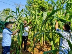 Lapas Pati Panen Jagung 85 Kilogram! Warga Binaan Didorong Mandiri dan Produktif