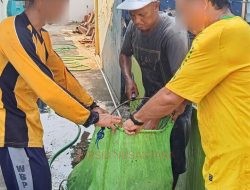 SAE Berkarya, Warga Binaan Berdaya! Lapas Pati Panen 84 Kilogram Lele untuk Dukung Ketahanan Pangan