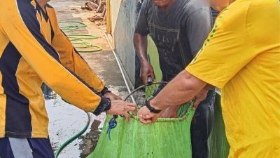 SAE Berkarya, Warga Binaan Berdaya! Lapas Pati Panen 84 Kilogram Lele untuk Dukung Ketahanan Pangan